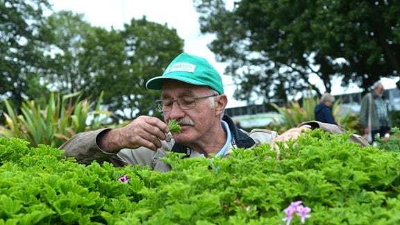 Gärtner Jürgen Meister riecht an einem Pelargonienblatt. 