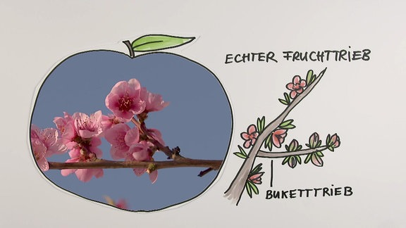 Eine Grafik und ein Foto zeigen einen Buketttrieb eines Pfirsichbaums.