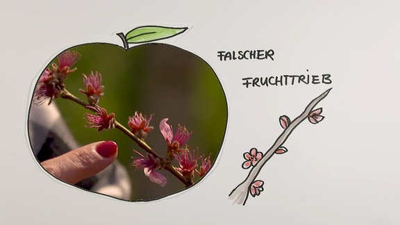 Eine Grafik und ein Foto zeigen einen falschen Fruchttrieb eines Pfirsichbaums.