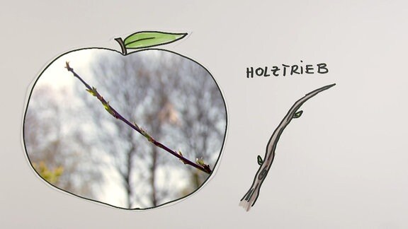 Eine Grafik und ein Foto zeigen einen Holztrieb eines Pfirsichbaums.