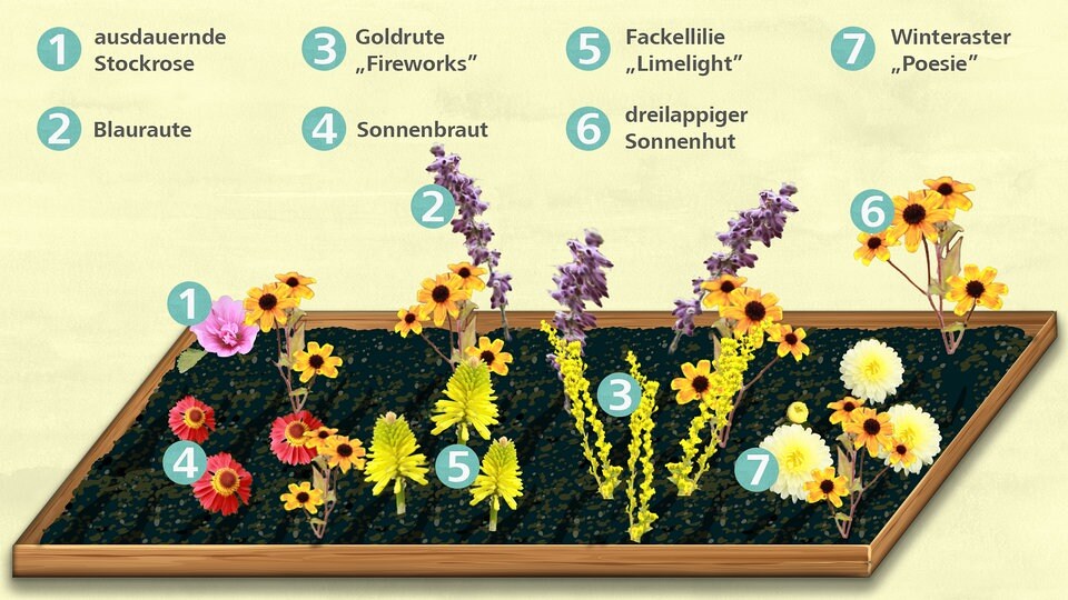 Pflanzplan Buntes Staudenbeet für den Herbst MDR.DE