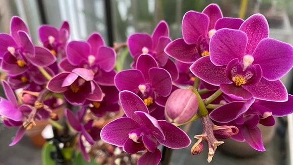 Eine Pinkfarbene Phalaenopsis-Orchidee