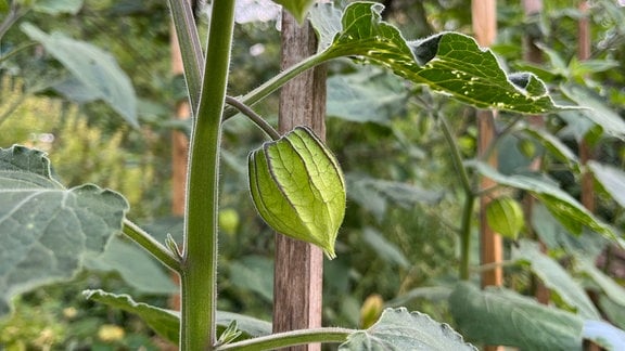 Unreife Frucht an Physalis-Pflanze in Kleingarten