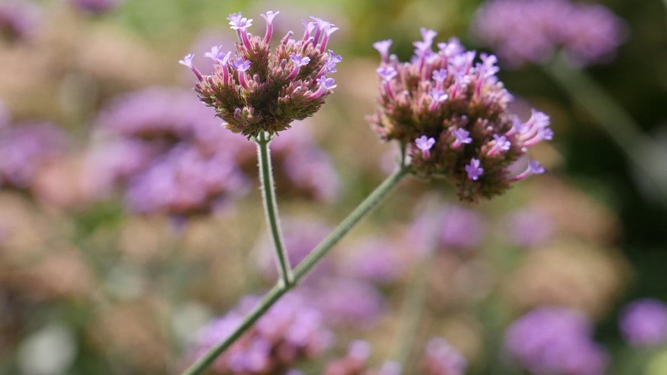 Prariestauden Der Mittlere Westen Im Eigenen Garten Mdr De