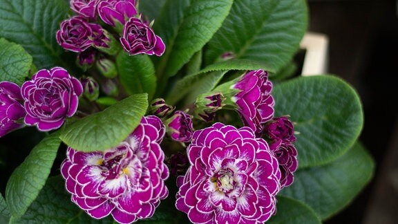 Belarina (Primula Hybrid ‚Belarina‘) ‚Purple Dawn‘: rosa-weiße, gefüllte Blüten