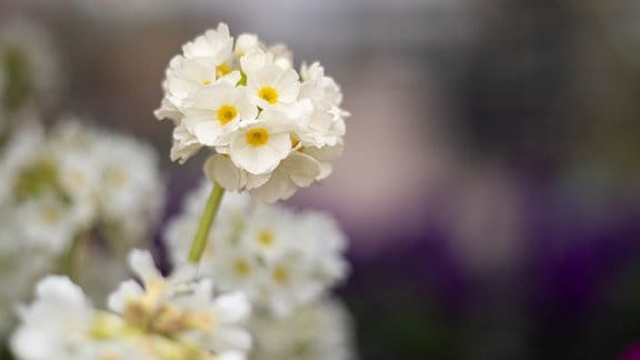 Kugelprimeln (Primula denticulata) ‚Alba‘ in weiß
