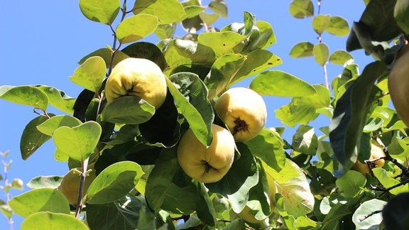 zwei gelbe Quittenfrüchte hängen an einem Baum. Dahinter strahlt der blaue Himmel
