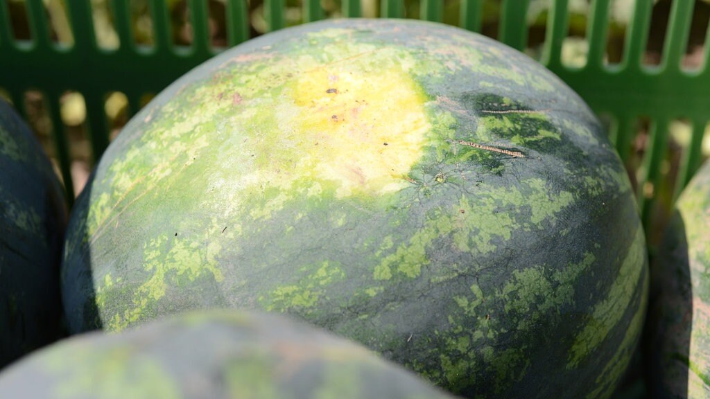 Wassermelonen Im Garten Anbauen Pflegen Und Ernten Mdr De