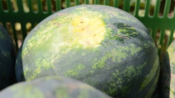 Gelbe Stelle der Liegefläche an einer Melone 