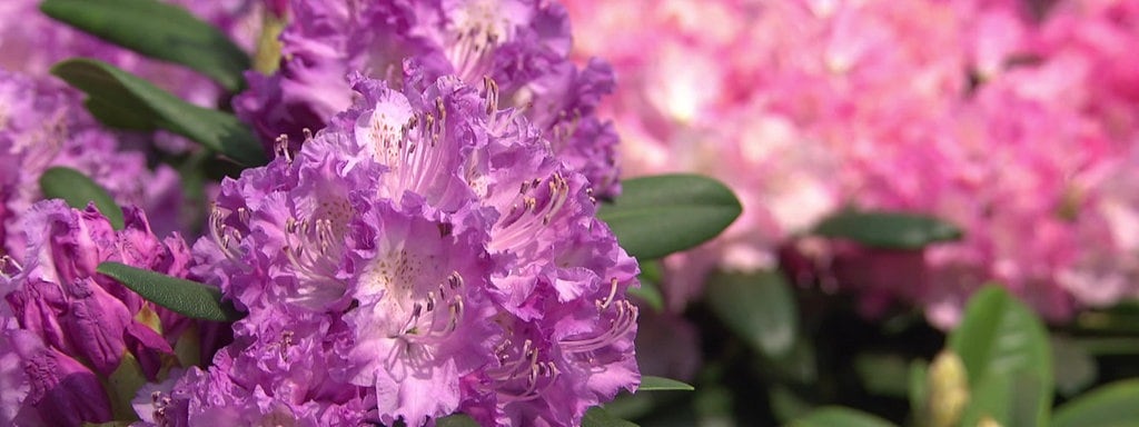 Rhododendron Richtig Pflanzen Und Pflegen Mdr De