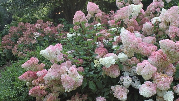 Rispenhortensie Hydrangea paniculata "Vanille Fraise Renhy"