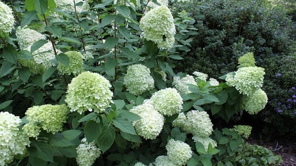 Rispenhortensie Hydrangea paniculata "Limelight"