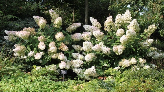 Rispenhortensie Hydrangea paniculata "Pink Diamond Interhydia"