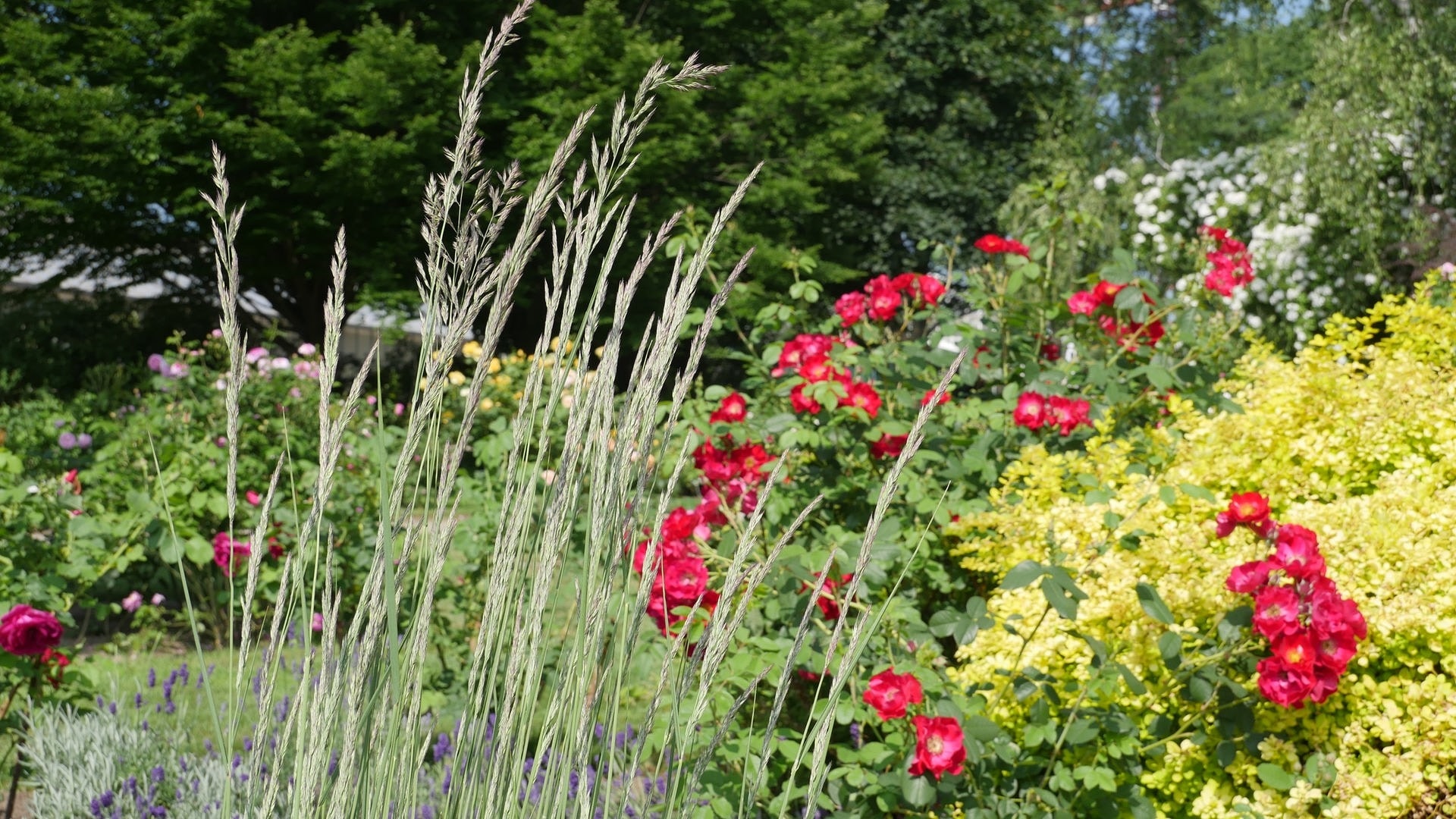 Perfekte Begleiter für einfach blühende Rosen MDR.DE