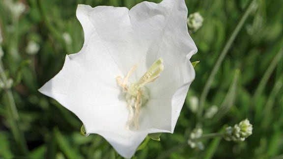 Eine weiße Blüte