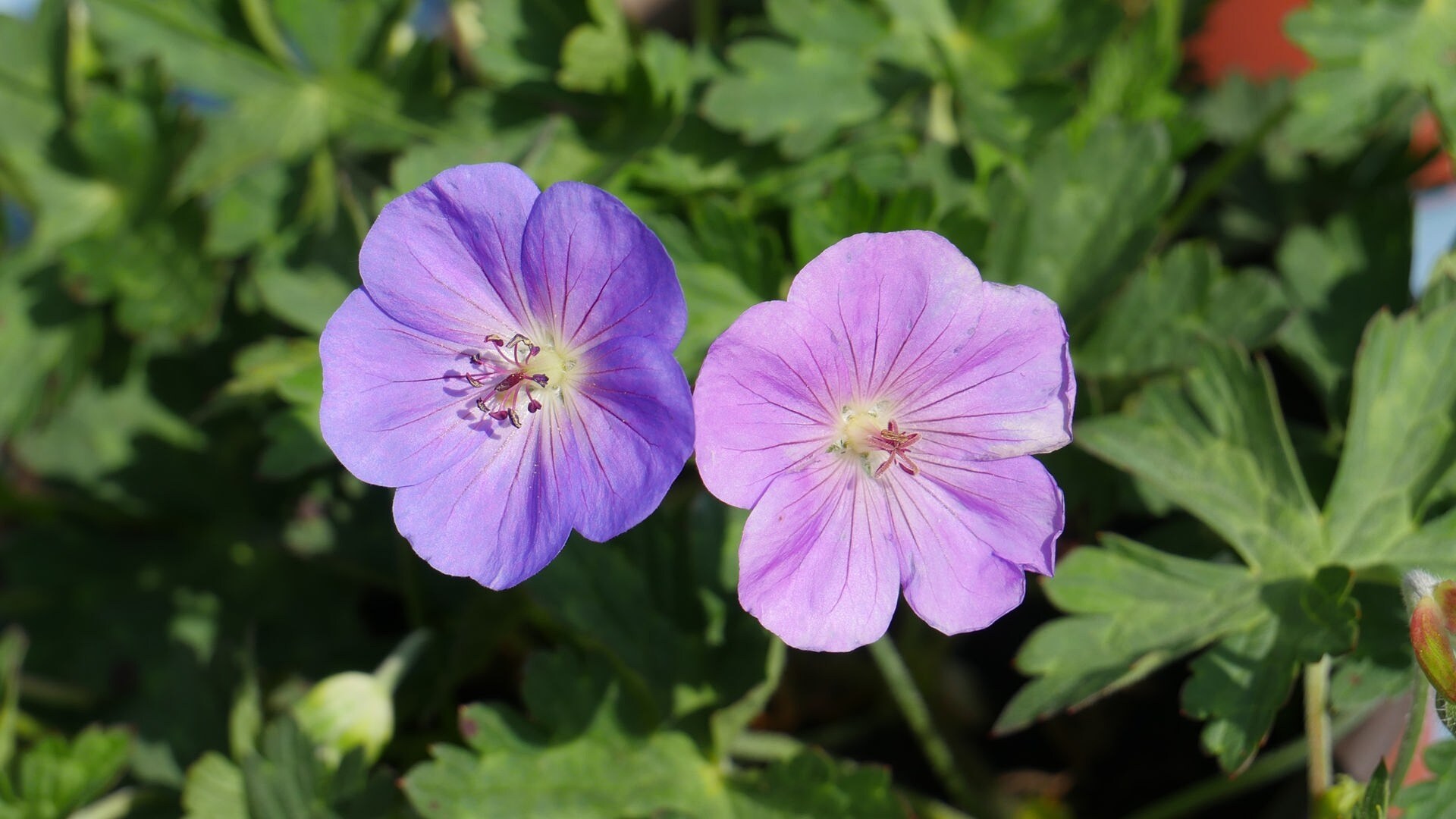 Perfekte Begleiter für einfach blühende Rosen MDR.DE