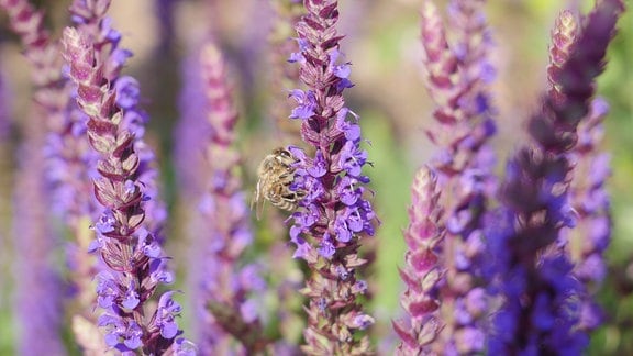 Eine Biene sitzt auf einer Salbeidolde