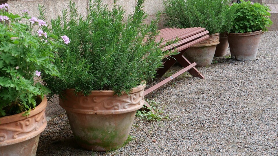 Kräuter für die Seele MDR.DE