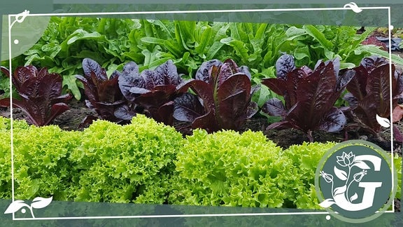 In einem gezeichneten Rahmen ist ein Bild mit drei verschieden Salatsorten in Grün, Dunkelrot und Hellgrün. Sie wachsen hintereinander in Reihen.