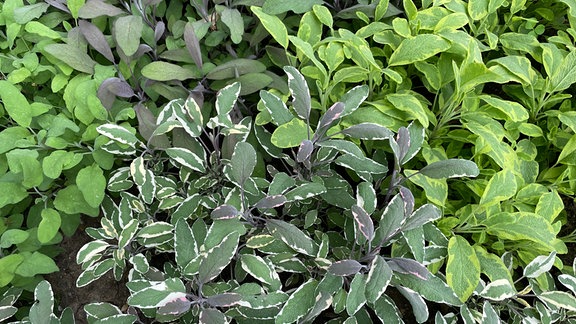 Verschieden farbige Salbeipflanzen mit panachierten Blättern
