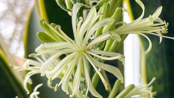 Die zarten weißen Blüten einer Sansevieria