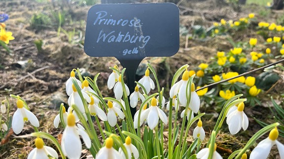 Schneeglöckchensorte Galanthus 'Primrose Warburg'
