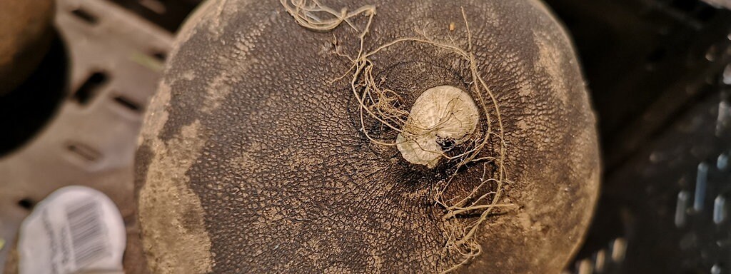 Schwarzer Rettich Anbauen Pflegen Ernten Mdr De