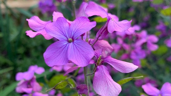  Lila-violette Blüten des Silberblattes (Lunaria).