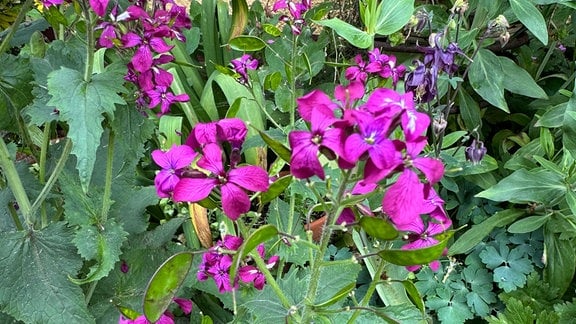 Eine blühende Silberblatt-Pflanze (Lunaria).