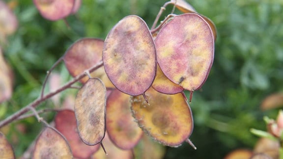 Samenstände des Silberblattes (Lunaria)