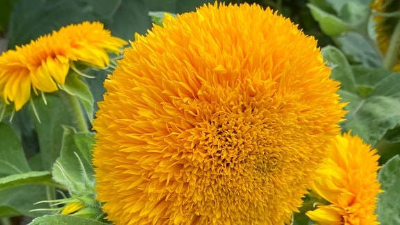 gefüllte Sonnenblume der Sorte 'Sungold Teddy Bear'