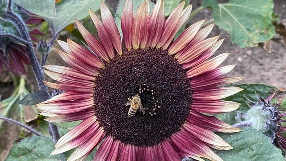 rote Sonnenblume der Sorte 'Desire Red'