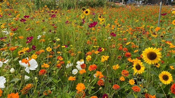 Die Saatgutmischung 'Mexiko' mit Sonnenblumen blüht im Sommer 2024 auf dem großen Blumenbeet im Egapark Erfurt.