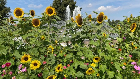 Sonnenblumen wachsen vor einem Springbrunnen im Egapark Erfurt.