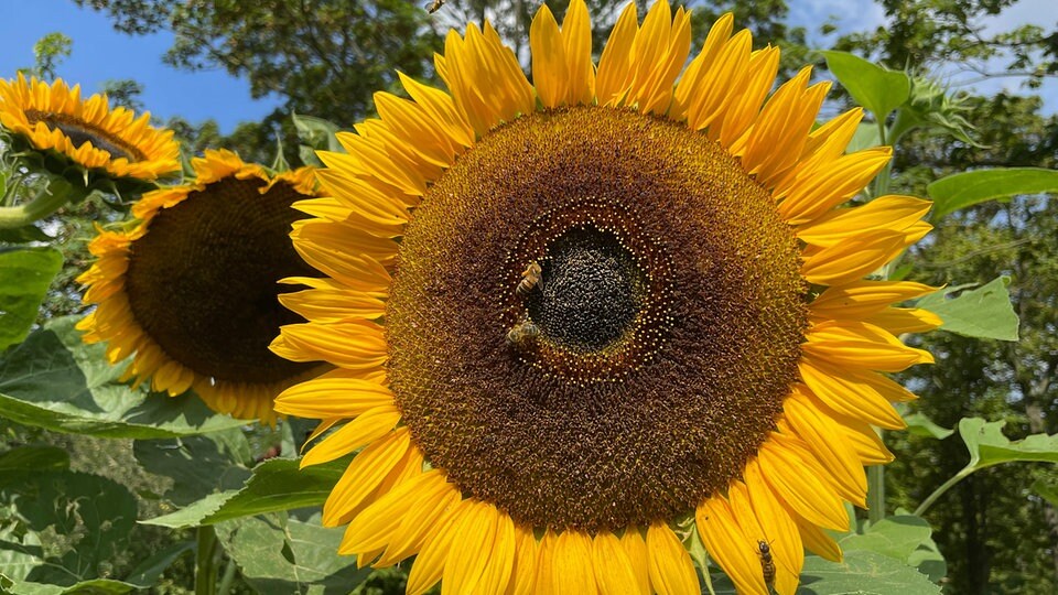 Einjährige Sonnenblumen pflanzen und pflegen MDR.DE