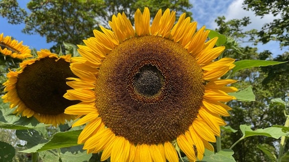 Große Blüte einer Sonnenblume (Nahaufnahme) 