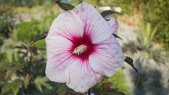 Staudenhibiskus Hibiscus moscheutos 'Cherry Cheesecake'