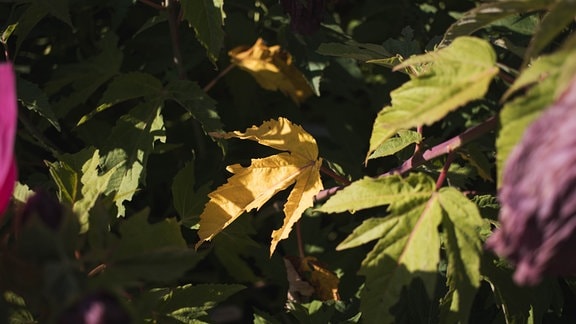 Ein welkes Blatt von einem Staudenhibiskus.