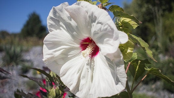 Staudenhibiskus Hibiscus moscheutos 'Old Yella'