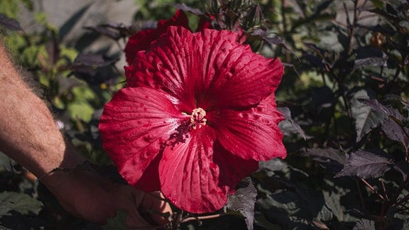 Staudenhibiskus Hibiscus moscheutos 'Holy Grail'  