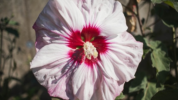 Staudenhibiskus Hibiscus moscheutos 'Cherry Cheesecake'