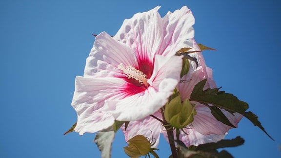 Staudenhibiskus Hibiscus moscheutos 'Cherry Cheesecake'