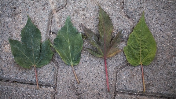 Staudenhibiskus Blätter, geschlitzt und ungeschlitzt. 