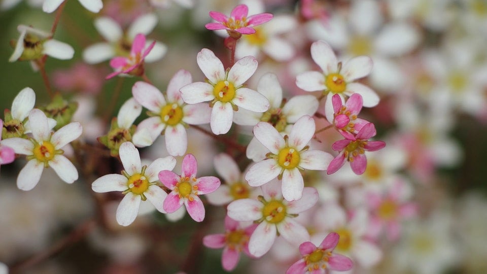 Saxifragen Robuste Schönheiten für kleine Gärten MDR.DE