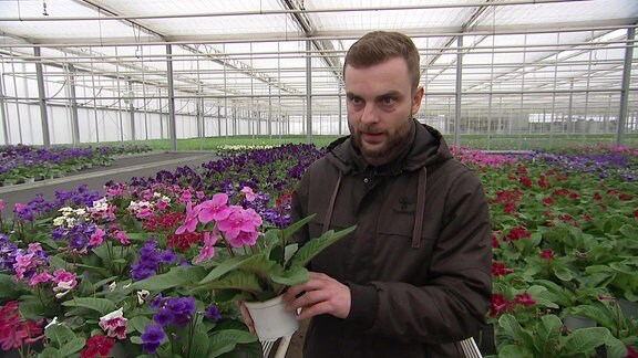 Schöner Dauerblüher Streptocarpus MDR.DE