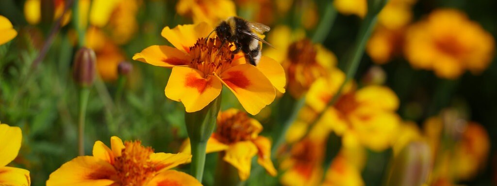 Studentenblumen Pflegeleichte Schonheiten Fur Beet Und Balkon