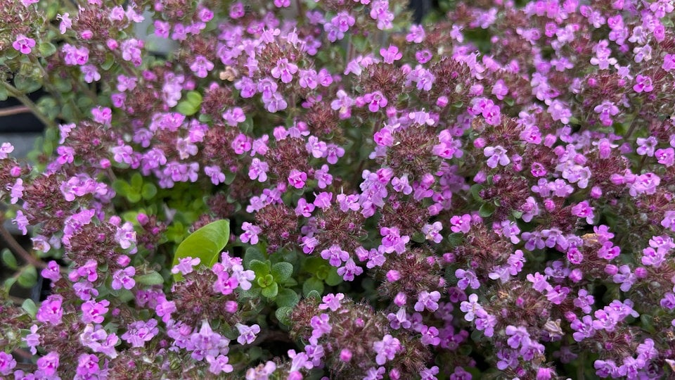 Thymian Tolle Sorten für Garten und Küche MDR.DE
