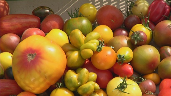 verschiedene Tomaten in unterschiedlichen Farben