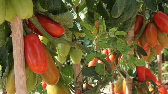 Tomate San Marzano "Agro"