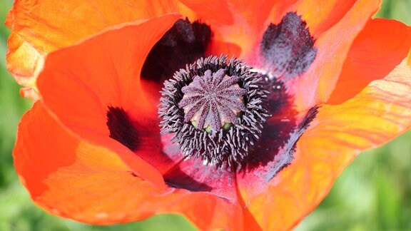 Eine weit geöffnete, orangerote Blüte mit schwarzen Punkte im Inneren der Blütenblätter von einer Mohn-Pflanze